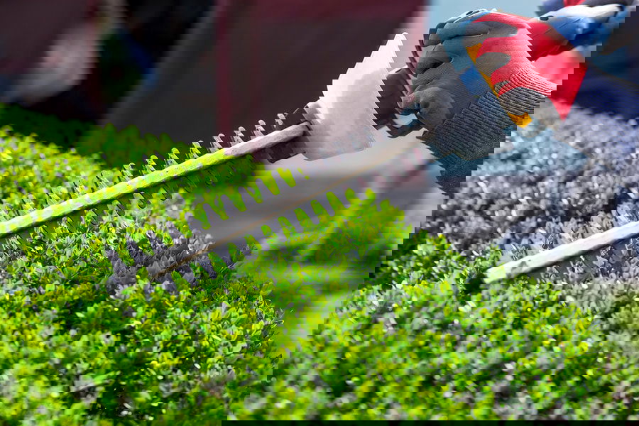Cutting Trees and Bushes