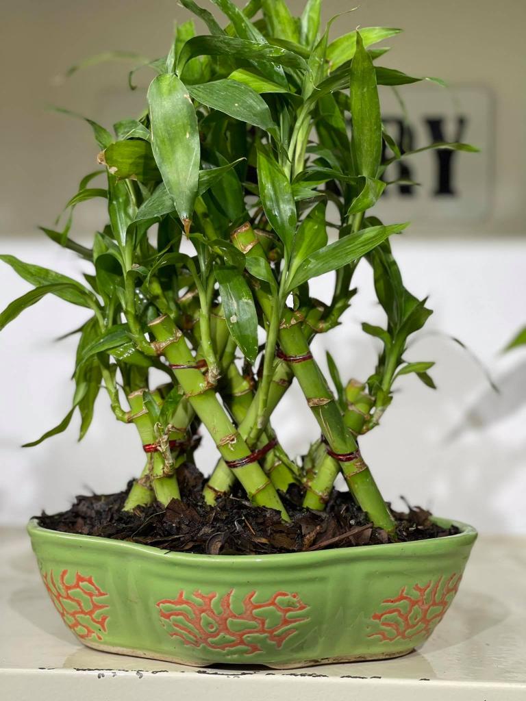Cross Bamboo » Ajima Nursery