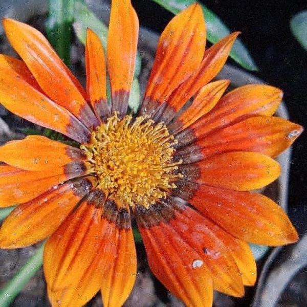 Gazania