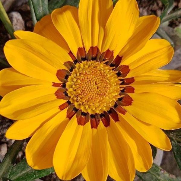Gazania - Image 2