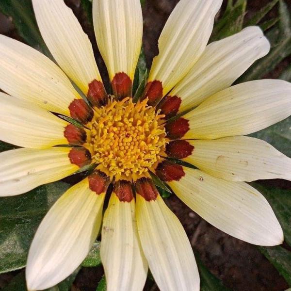 Gazania - Image 3