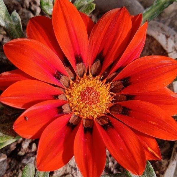 Gazania - Image 4