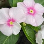 Impatiens