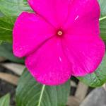 Impatiens - Image 2