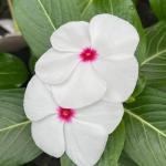 Impatiens - Image 3