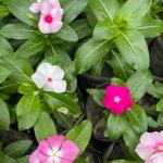 Impatiens - Image 4