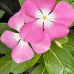 Impatiens - Image 5