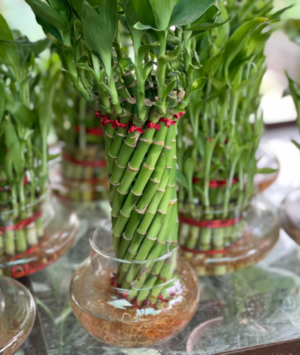 Medium Queen Bamboo